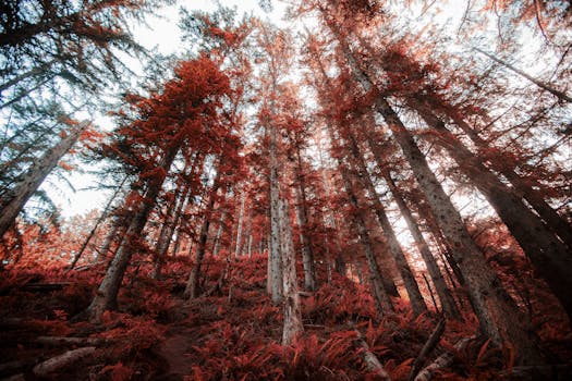 Maximizing Color Impact in Outdoor Photography: A Comprehensive Guide